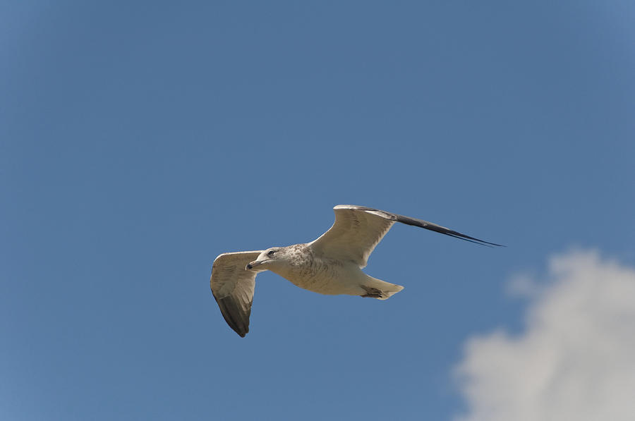 Flying Gull Photograph by Cathy Kovarik
