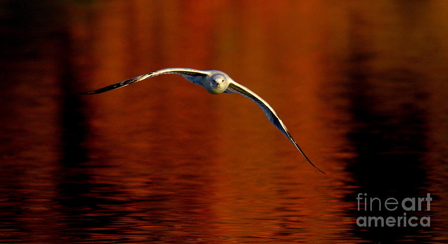Flying Gull On Fall Color Photograph by Robert Frederick