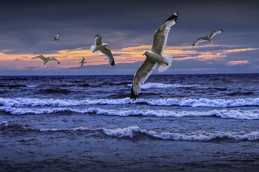 Flying Gulls at Sunset over Lake Michigan Photograph by Randall Nyhof