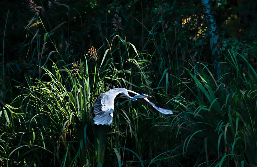 Heron Photograph - Flying heron by Leif Sohlman