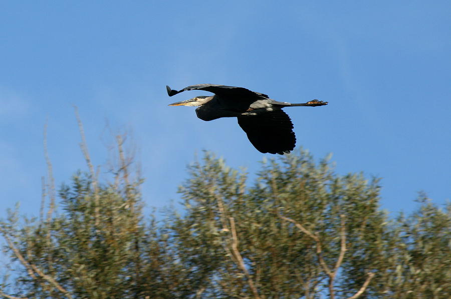 Flying Heron  Photograph by Neal Eslinger