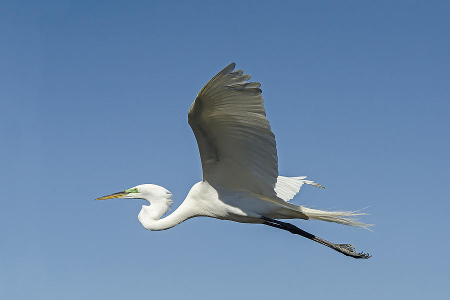 Flying heron Photograph by Ralph Brunner - Fine Art America