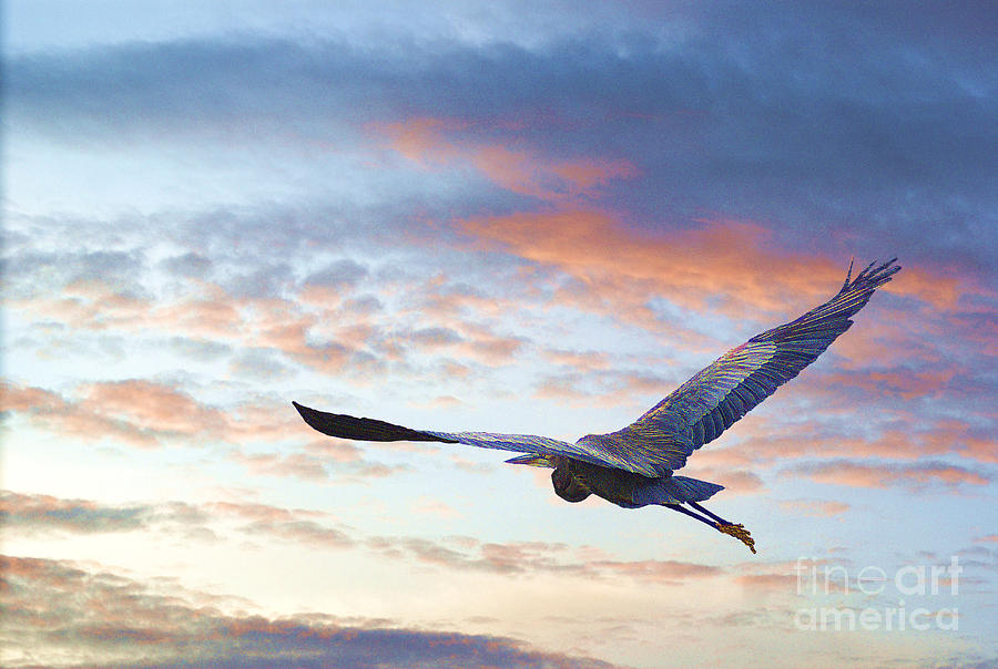 Heron Photograph - Flying High by John  Kolenberg