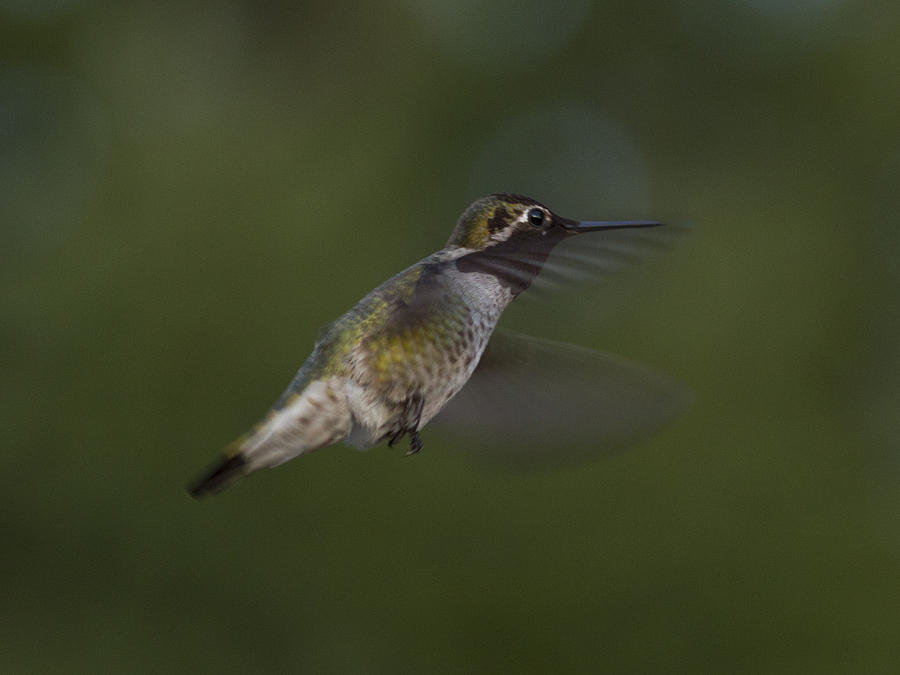 Flying Humming Bird Photograph by Jean Noren