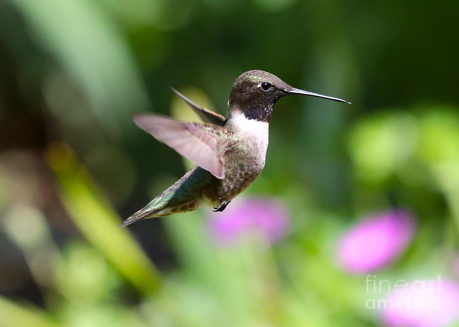 Flying Hummingbird 1 Photograph by Carol Groenen