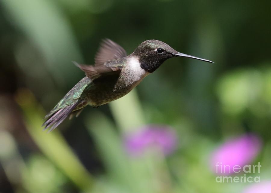 Hummingbird Photograph - Flying Hummingbird 2 by Carol Groenen