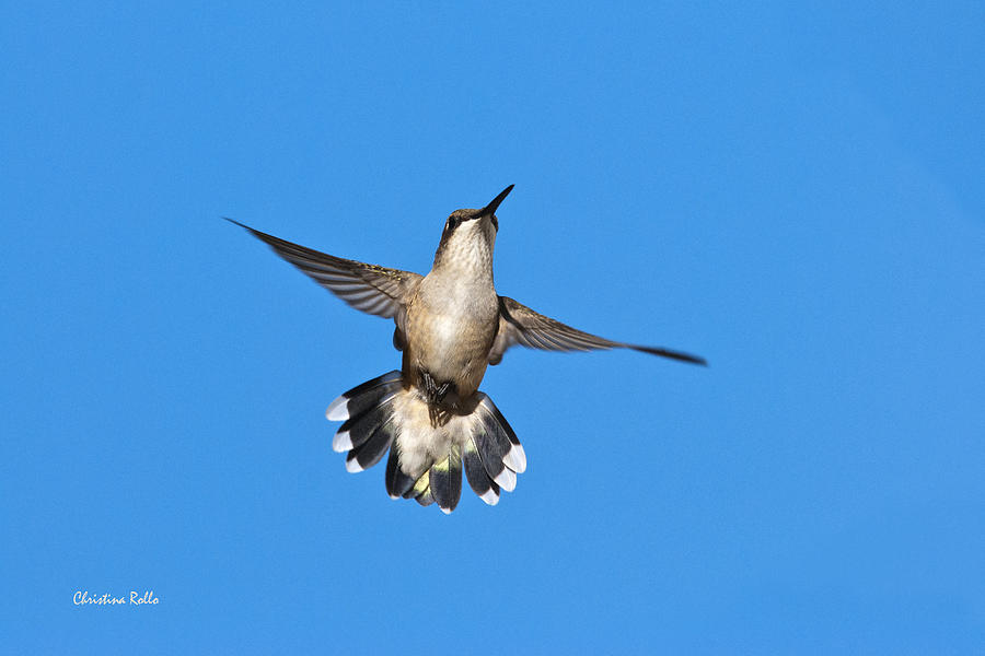 Flying Hummingbird against Blue Sky Photograph by Christina Rollo