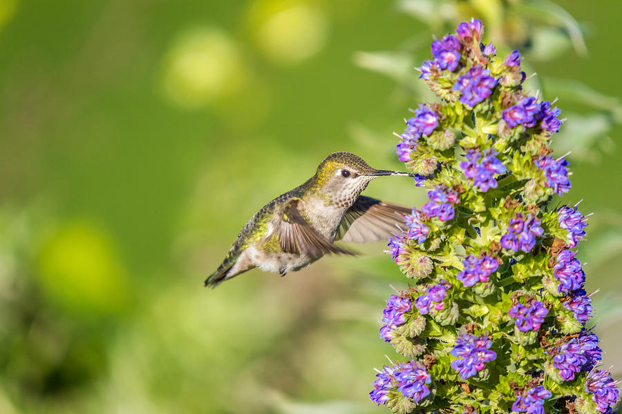 Flying Hummingbird  Photograph by Pierre Leclerc Photography