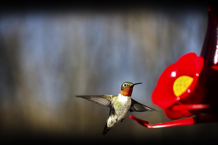Nature Photograph - Flying Hummingbird by Samko Sam