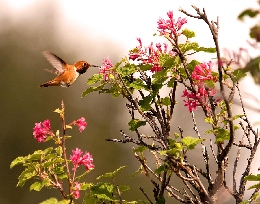 Flying Hummingbird Sipping Nectar Photograph by Peggy Collins