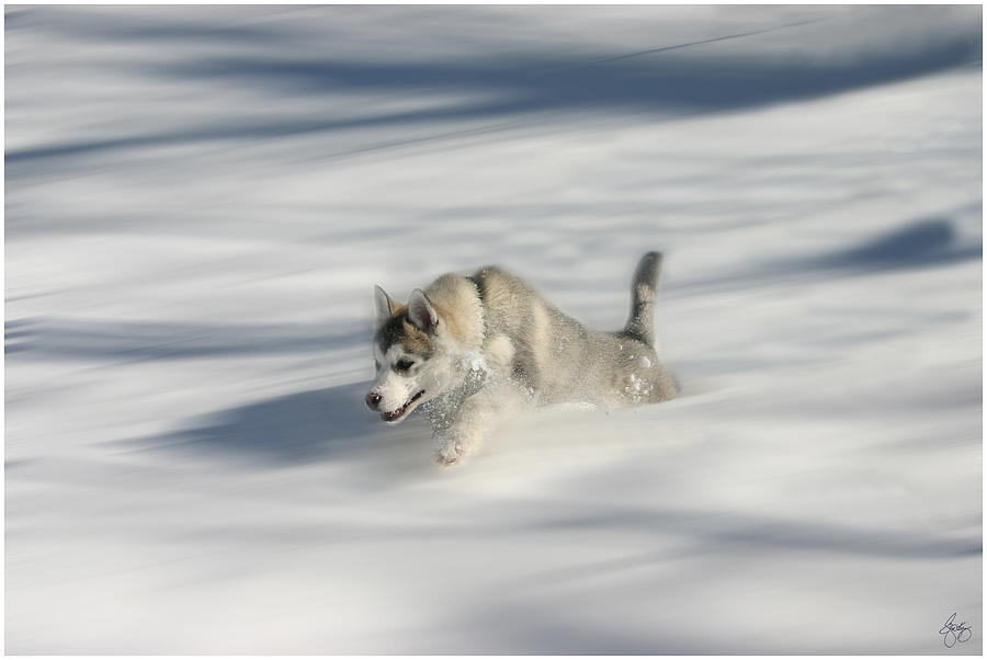 Flying in a Husky Dream Photograph by Wayne King