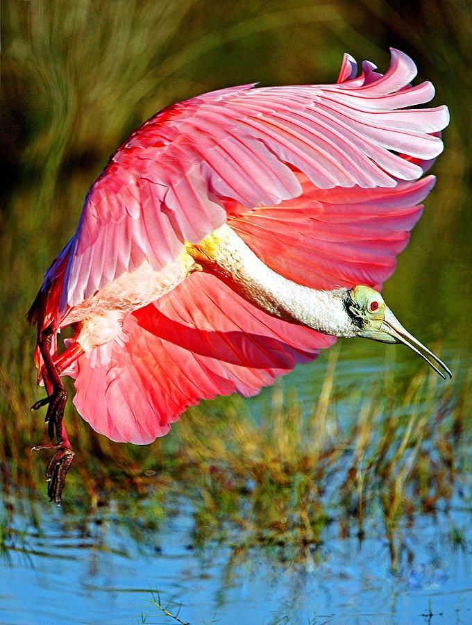 Spoonbill Photograph - Flying in  by Davids Digits