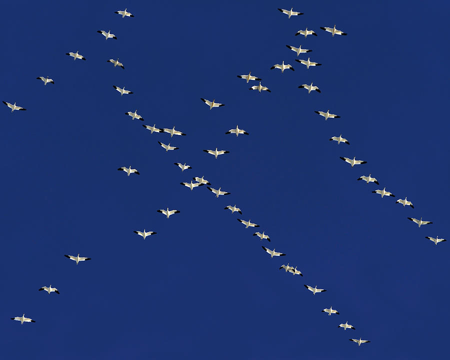 Goose Photograph - Flying In Formation  by Tony Beck