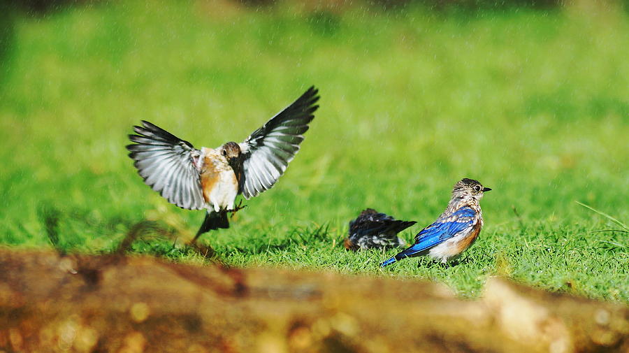 Flying In Photograph by Jeff Waugh - Fine Art America