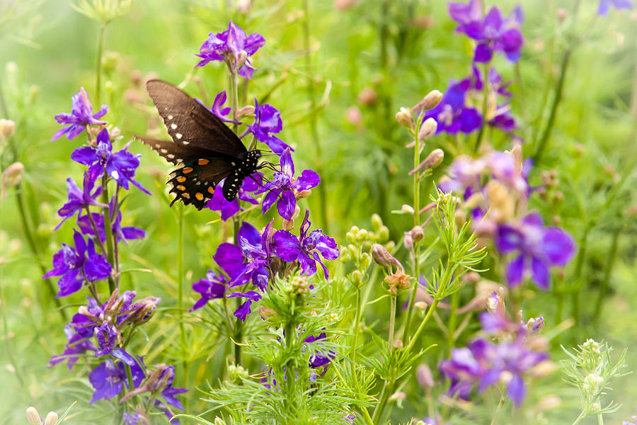 Flying in the Larkspur Photograph by Melinda Ledsome