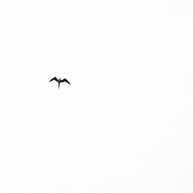 Flying In White Sky Photograph by Katalina Fuentes