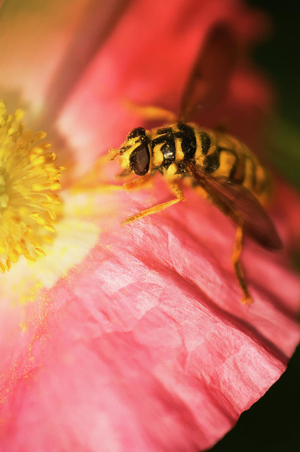 Flying Insect On A Poppy Flower Photograph by Maria Mosolova/science ...