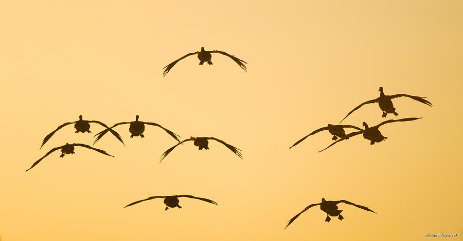 Flying Into the Sunset Photograph by Avian Resources