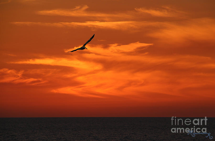 Flying Into the Sunset Photograph by Mariarosa Rockefeller