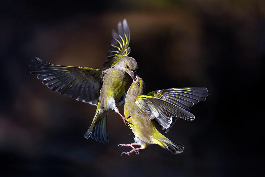 Flying Kiss 11 Photograph by Marco Redaelli