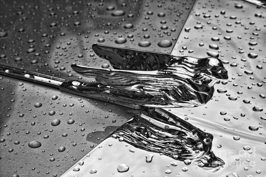 Flying Lady Hood Ornament in B and W Photograph by Crystal Nederman