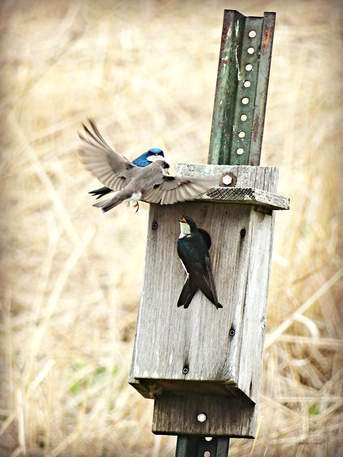 Flying Lessons Photograph by Dark Whimsy - Fine Art America