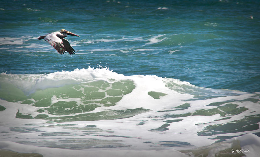 Pelican Photograph - Flying Low 5 by Phil Mancuso