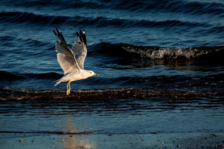 Bird Photograph - Flying Low by Karol Livote