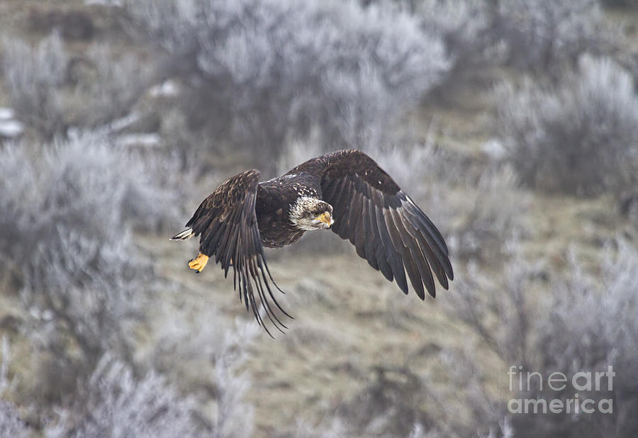 Eagle Photograph - Flying Low by Michael Dawson