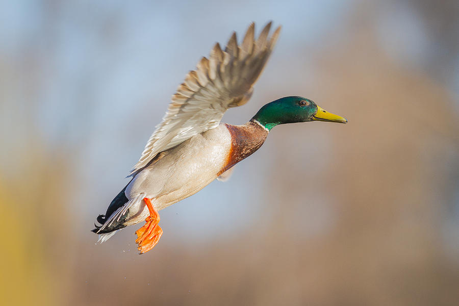 Duck Photograph - Flying Mallard by Chris Hurst