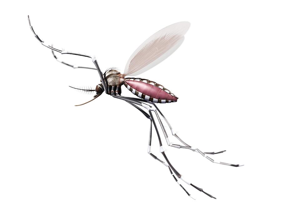 Flying mosquito, artwork Drawing by Sciepro