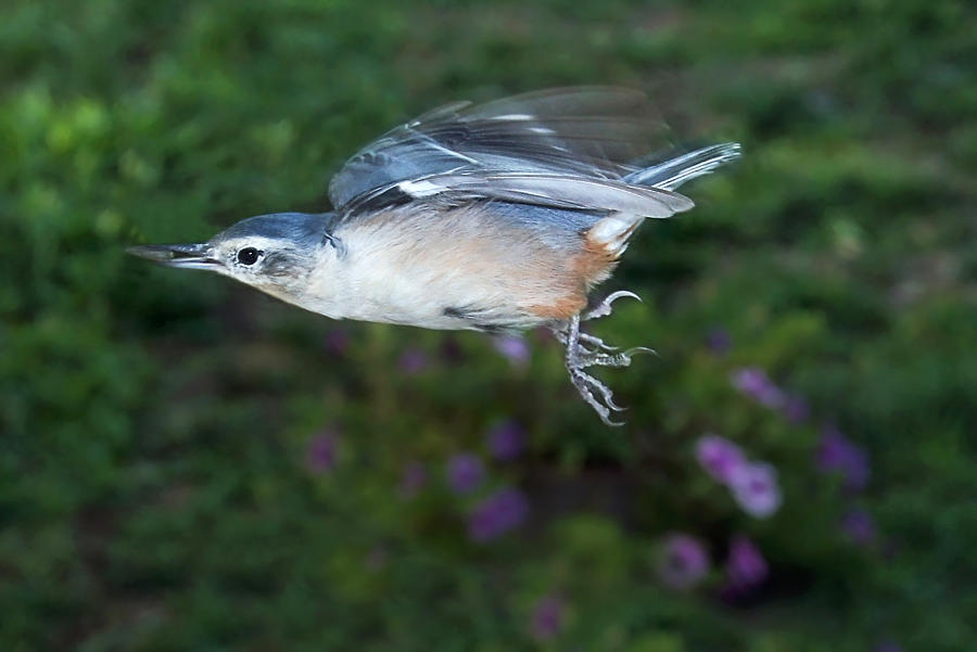 Flying Nuthatch Photograph by Leda Robertson