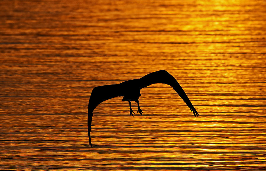 Flying Off Into The Sunset Photograph by Ronnie Prcin