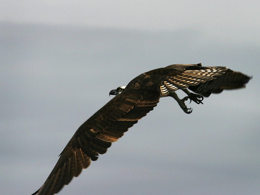 Flying Osprey Photograph by Anthony Jones