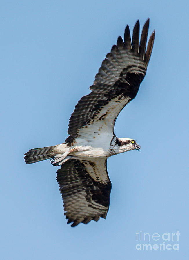 Flying Osprey Photograph by Cheryl Baxter