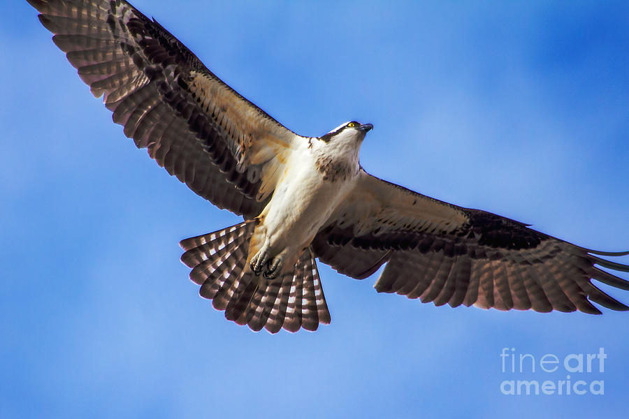 Flying Osprey Photograph by Robert Bales