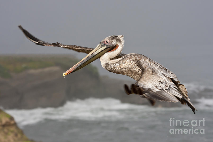 Pelican Photograph - Flying over La Jolla by Bryan Keil