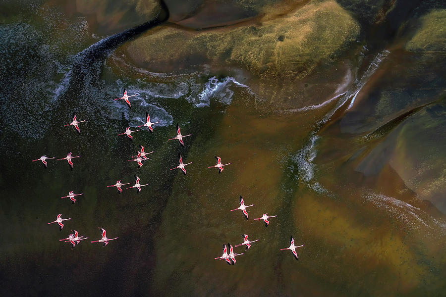Wildlife Photograph - Flying Over Lake Magadi - 3 by Raymond Ren Rong