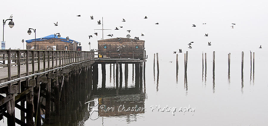 Flying over the pier Photograph by Roni Chastain