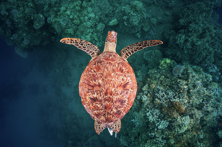 Turtle Photograph - Flying Over The Reef by Barathieu Gabriel