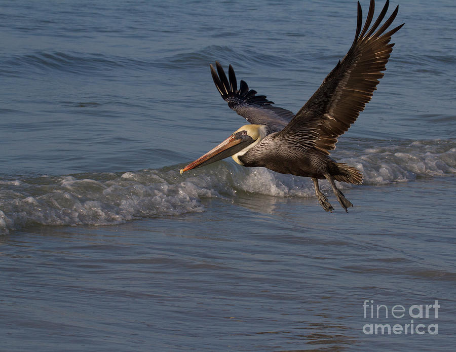 Flying Pelican Photograph by Chris Scroggins