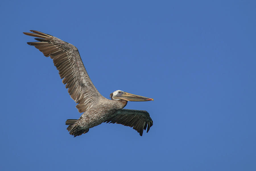 Flying Pelican Half Moon Bay, California Photograph by Tom Norring ...