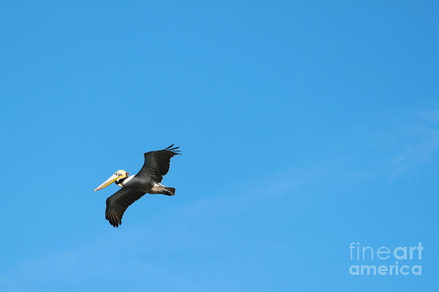 Flying Pelican Photograph by Henrik Lehnerer