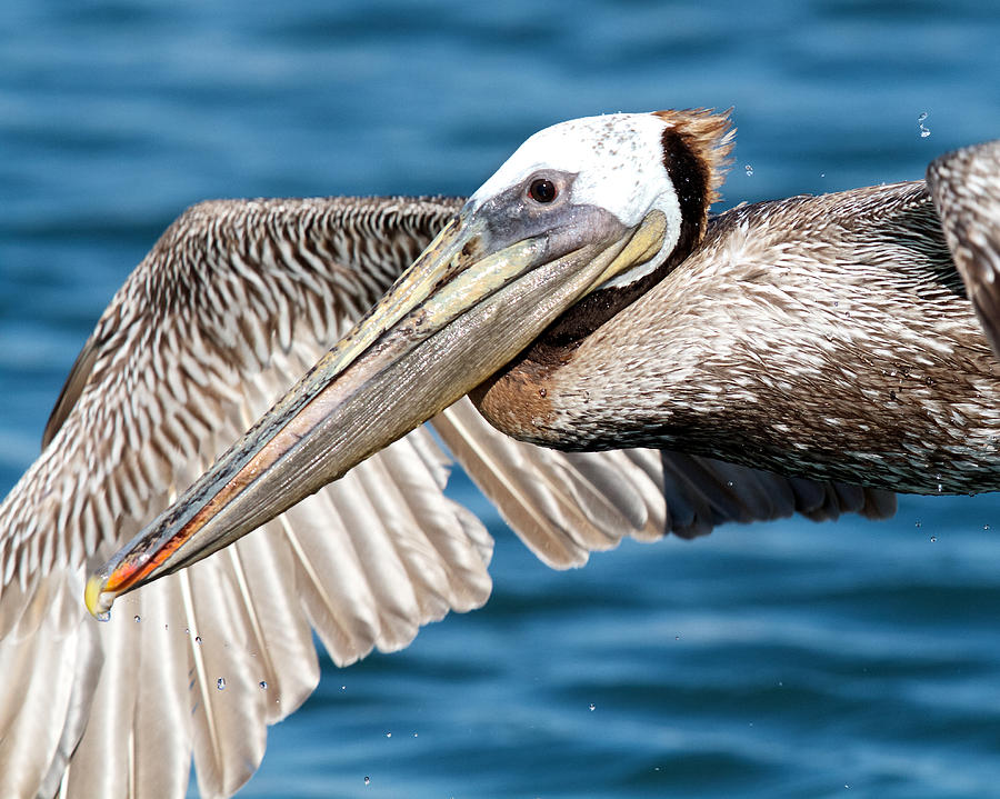Bird Photograph - Flying Pelican by Steve Kaye