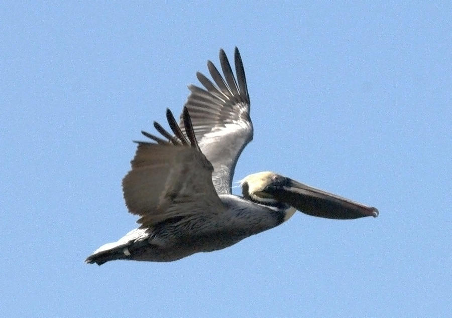 Pelican Photograph - Flying Pelican by Wesley Elsberry
