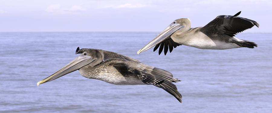 Flying Pelicans Photograph by Bradford Martin