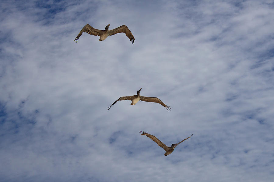 Pelican Photograph - Flying Pelicans by Genaro Rojas