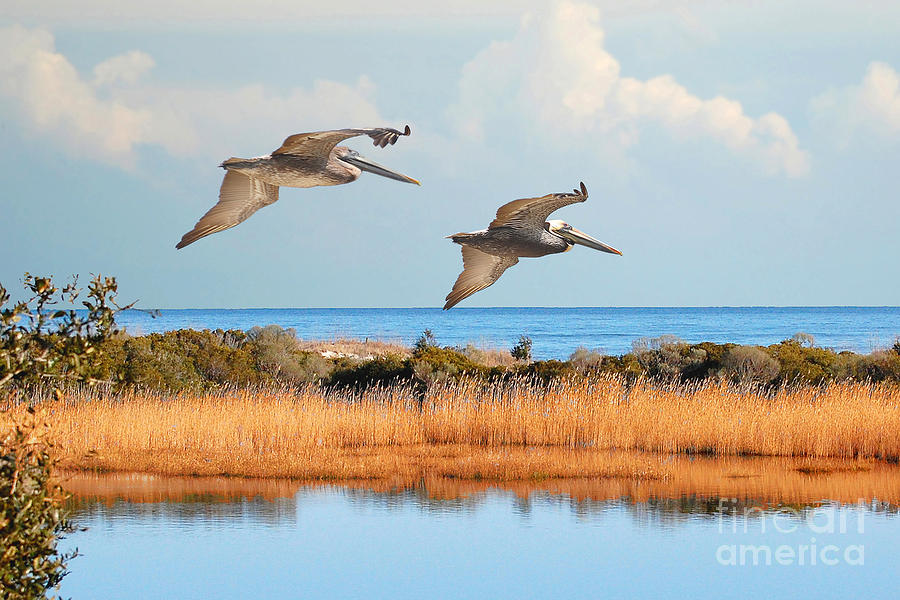 Flying Pelicans Throw Pillow Photograph by Kathy Baccari