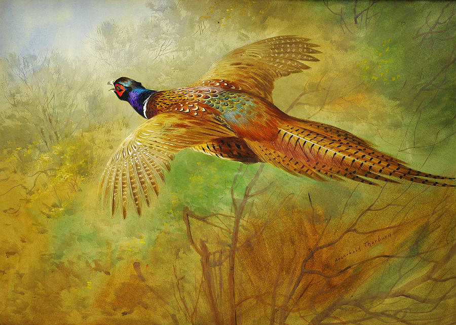 Flying Pheasant Painting by Celestial Images