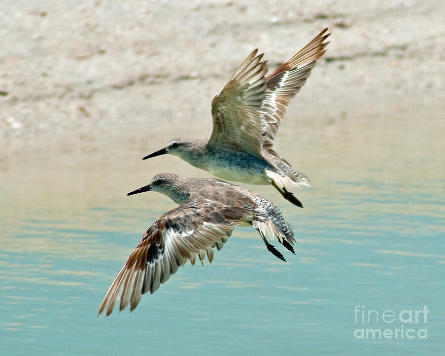 Flying Birds Photograph - Flying Pipers by Stephen Whalen
